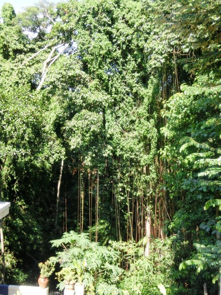 Latugu Homestay Ubud Ruang foto