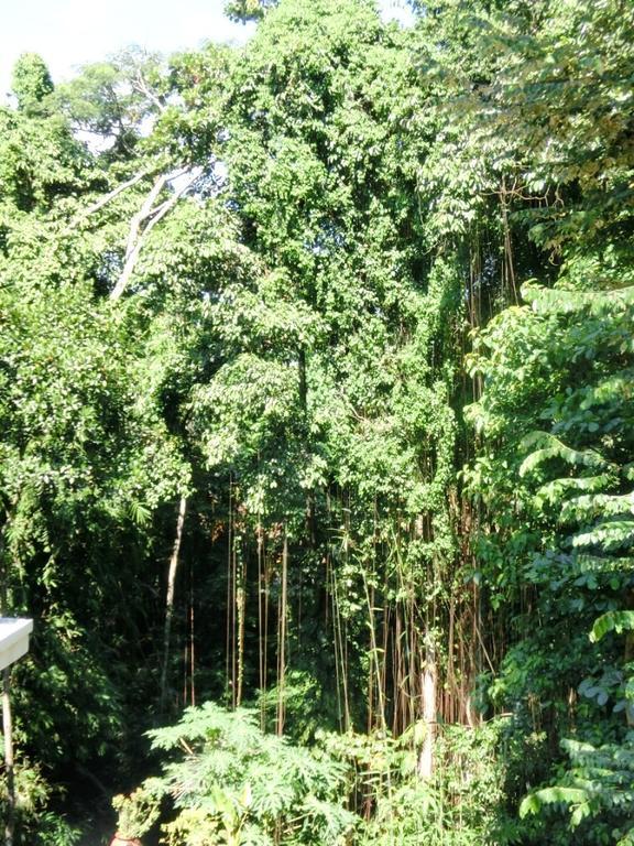 Latugu Homestay Ubud Bagian luar foto